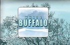 buffalo