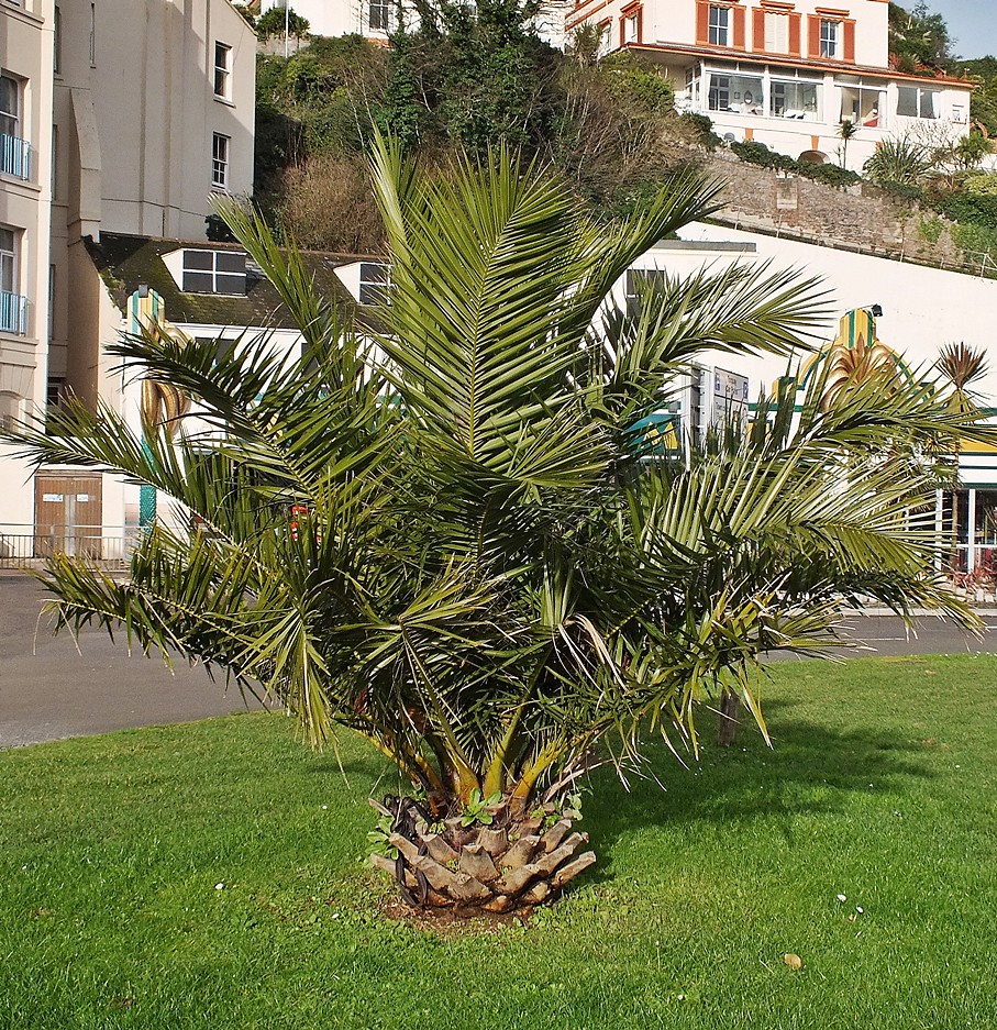 1 Image of Goosewell in Devon