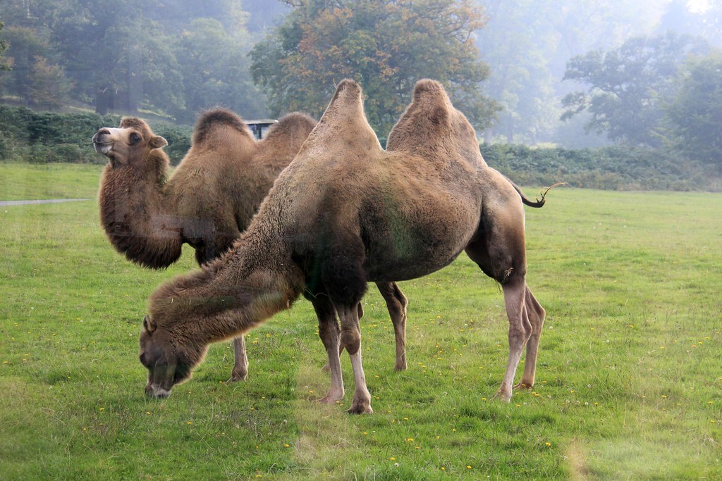 1 Image of Lower Stratton in Wiltshire