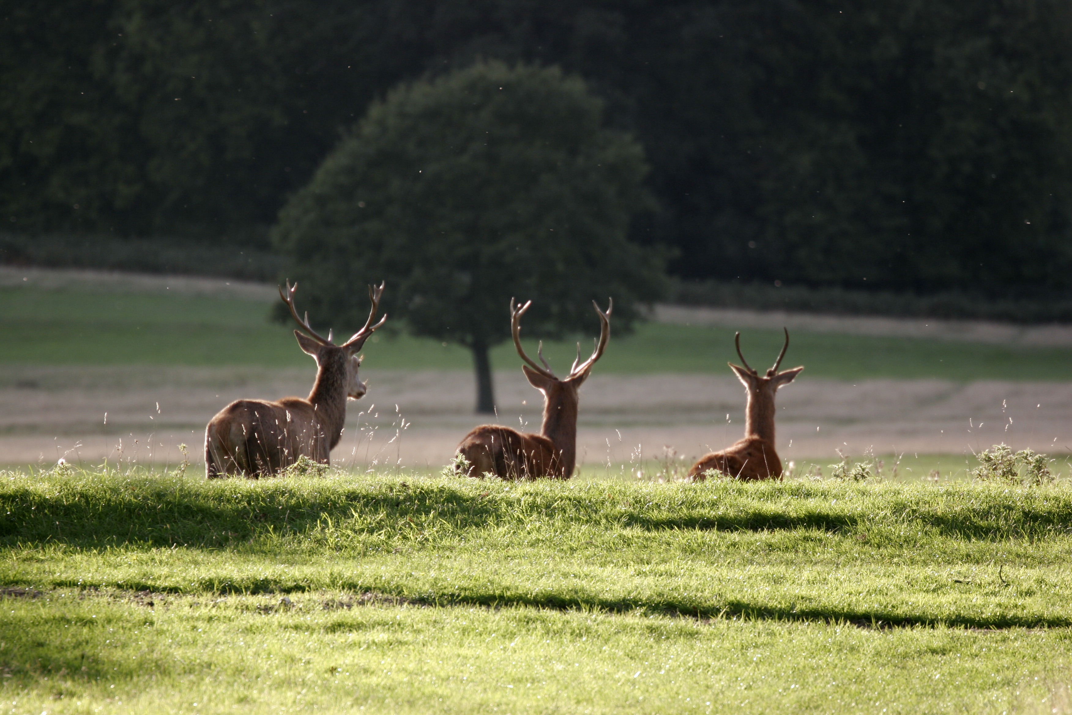 Kenilworth,Warwickshire,England,Nearest Casino Businesses Nearest Casino News Nearest Casinos Open Near Me Nearest Casino Operator,UK