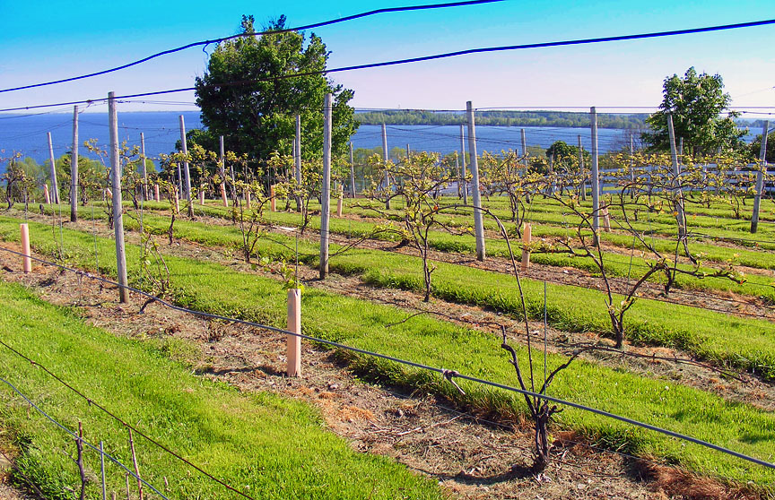 Orchard Ontario Orchard, Ontario, CA-ON, "http://en.wikipedia.org/wiki/Burlington,_Ontario", "https://en.wikipedia.org/wiki/Ontario,_Canada", 175779