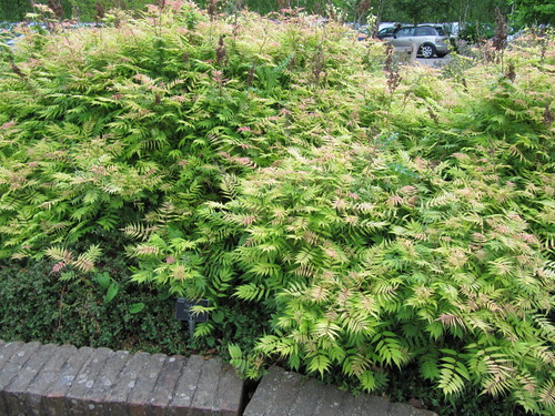 Image of Camberley in Surrey 1 Image of Camberley in Surrey